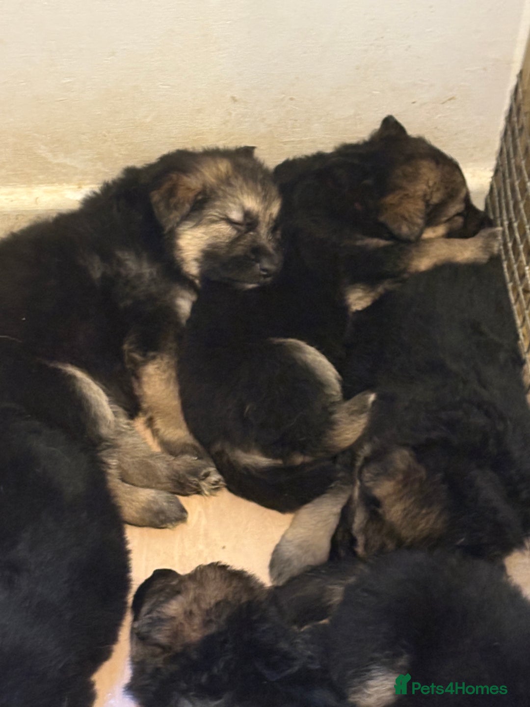 Mixed Breed dogs for sale: 4 stunning German shepherd pups for sale ready now - Advert 16