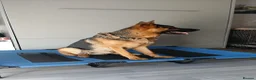 German Shepherd dogs for sale: Shadow in Southampton - Advert 2