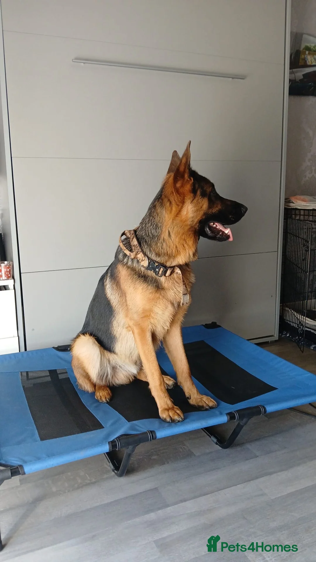 German Shepherd dogs for sale: Shadow in Southampton - Advert 2