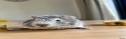Guinea Pig rodents for sale: Hand reared baby guinea pigs males & females - Advert 8