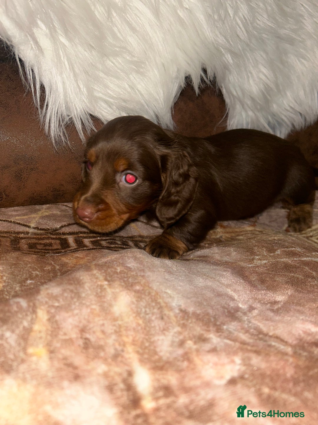 Miniature Dachshund dogs for sale: Miniature Dachshund Puppies - Advert 6