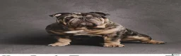 English Bulldog dogs for sale: English bulldog litter  in Atherstone - Advert 4