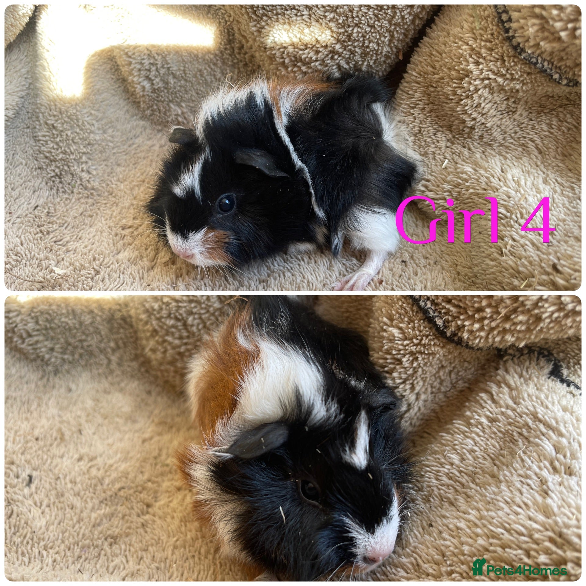 Mixed Breed rodents Girl and boy guinea for sale  - Advert 1