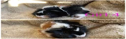Mixed Breed rodents for sale: Girl and boy guinea for sale  - Advert 1