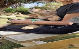 Cocker Spaniel dogs for adoption: Bob needs a loving home  - Advert 5