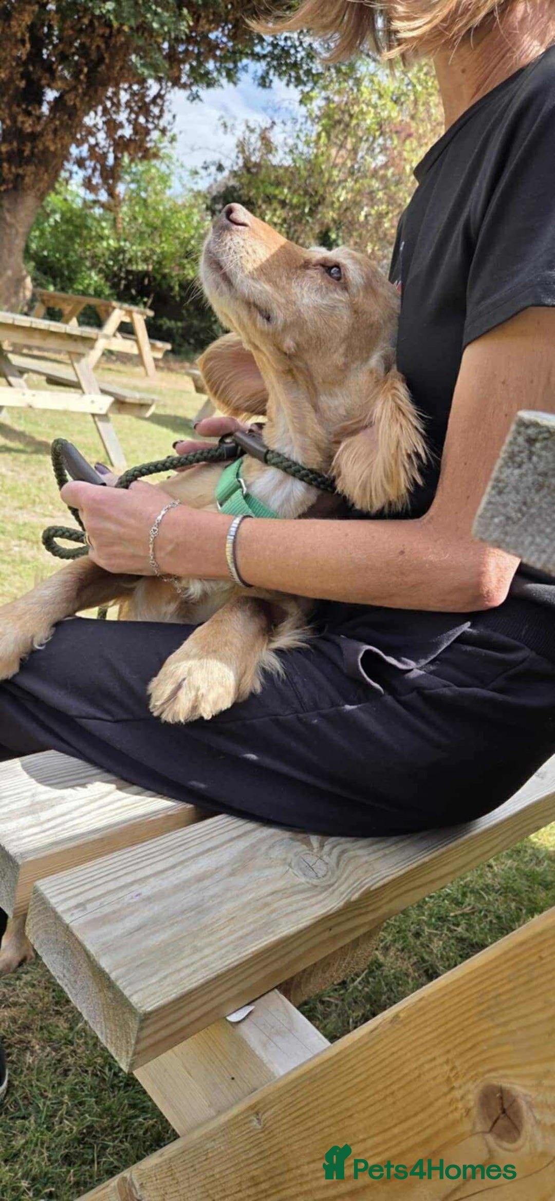 Cocker Spaniel dogs for adoption: Bob needs a loving home  - Advert 5