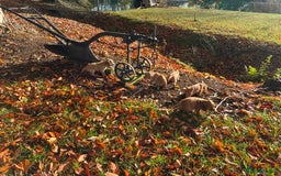 Cocker Spaniel dogs for sale: Kc reg Working Cocker Spaniels - Image 8