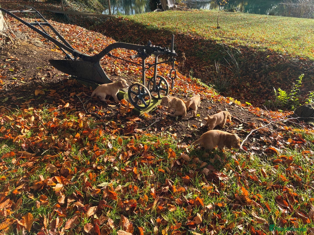 Cocker Spaniel dogs for sale: Kc reg Working Cocker Spaniels - Image 8