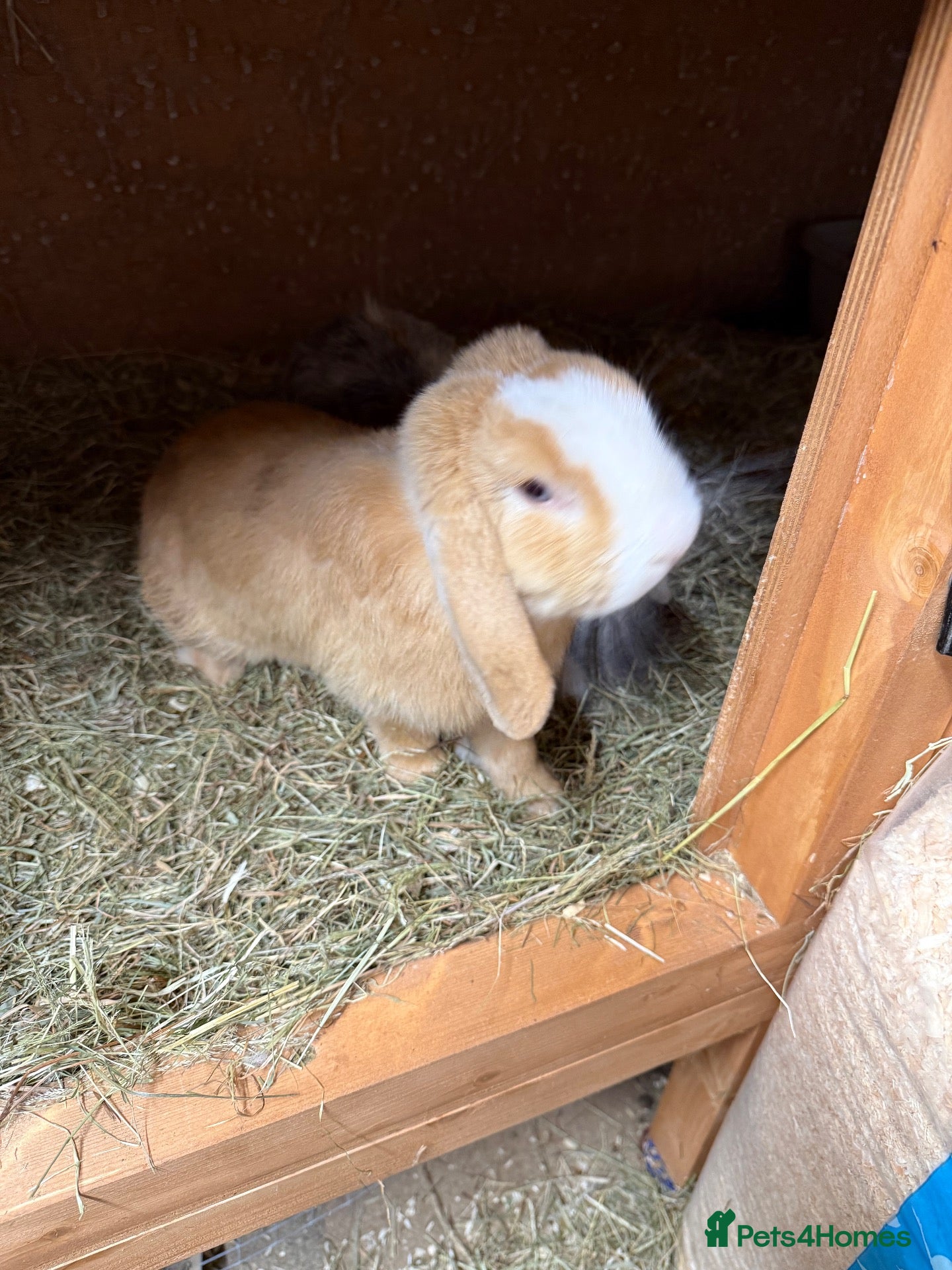 Mini Lop rabbits Adult Male Mini Lop Ginger  - Advert 1