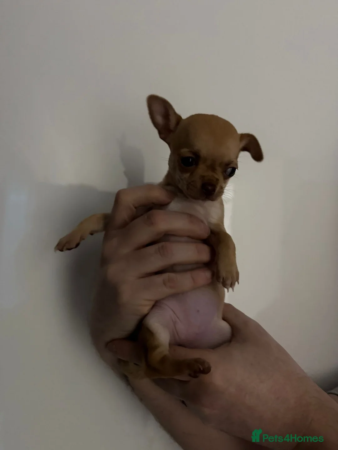 Chihuahua dogs for stud: Chico Chihuahua Russian Lines Champion Pedigree - Advert 2