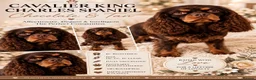 Cavalier King Charles Spaniel dogs for stud: Chocolate and Tan Cavalier king charles spaniels  - Advert 1