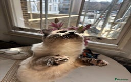 Ragdoll cats for stud: Beautiful and gentle Ragdoll for stud  - Image 6