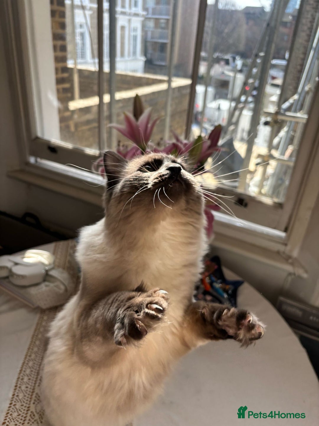 Ragdoll cats for stud: Beautiful and gentle Ragdoll for stud  - Image 6
