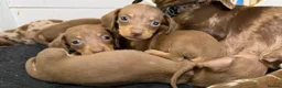 Miniature Dachshund dogs for sale: KC Reg Miniature Dachshunds Dapple Isabella    - Advert 23