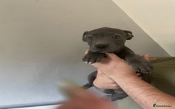 Mixed Breed dogs for sale: Presa Canario x Cane Corso  - Image 4
