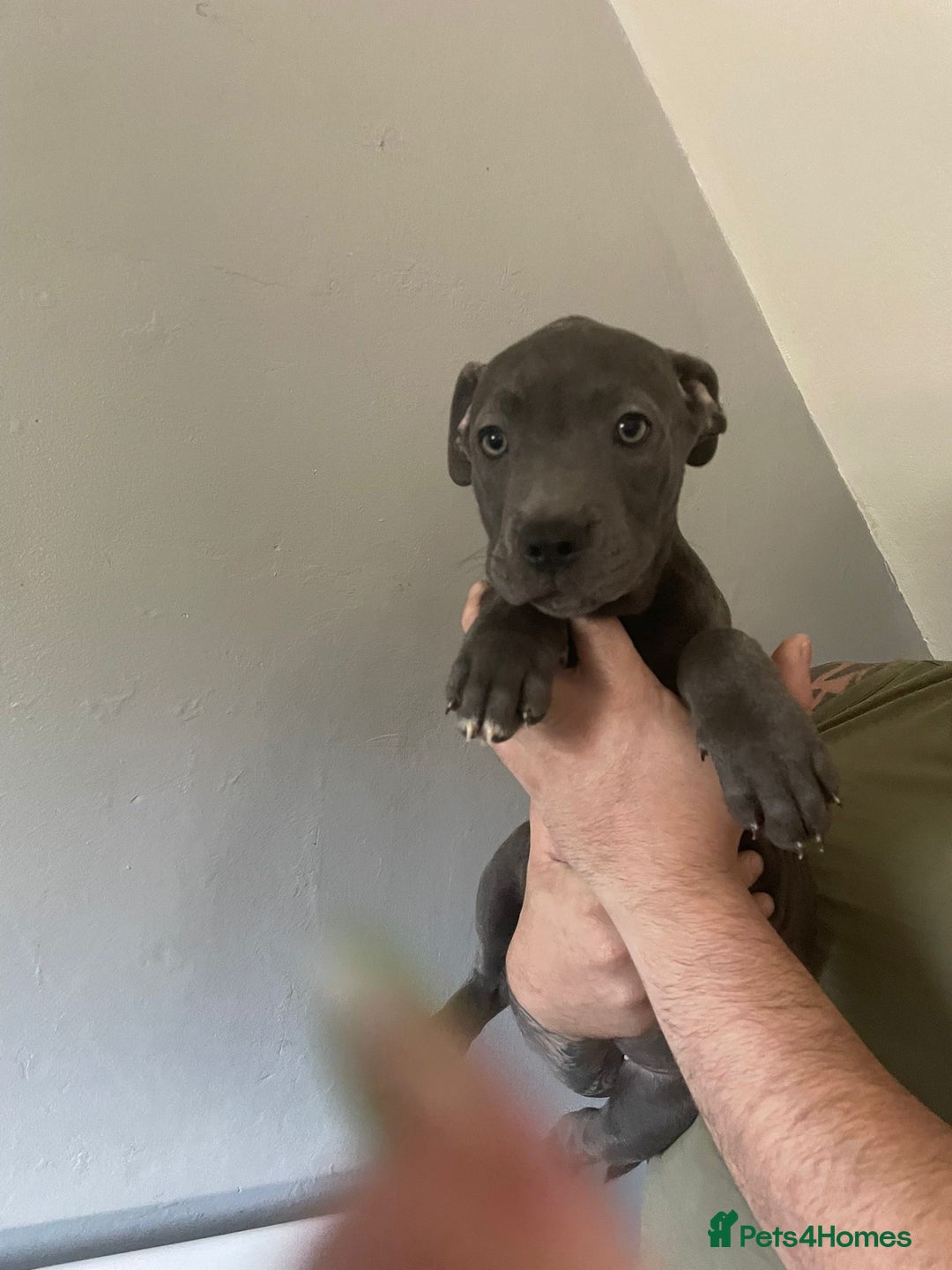 Mixed Breed dogs for sale: Presa Canario x Cane Corso  - Image 4