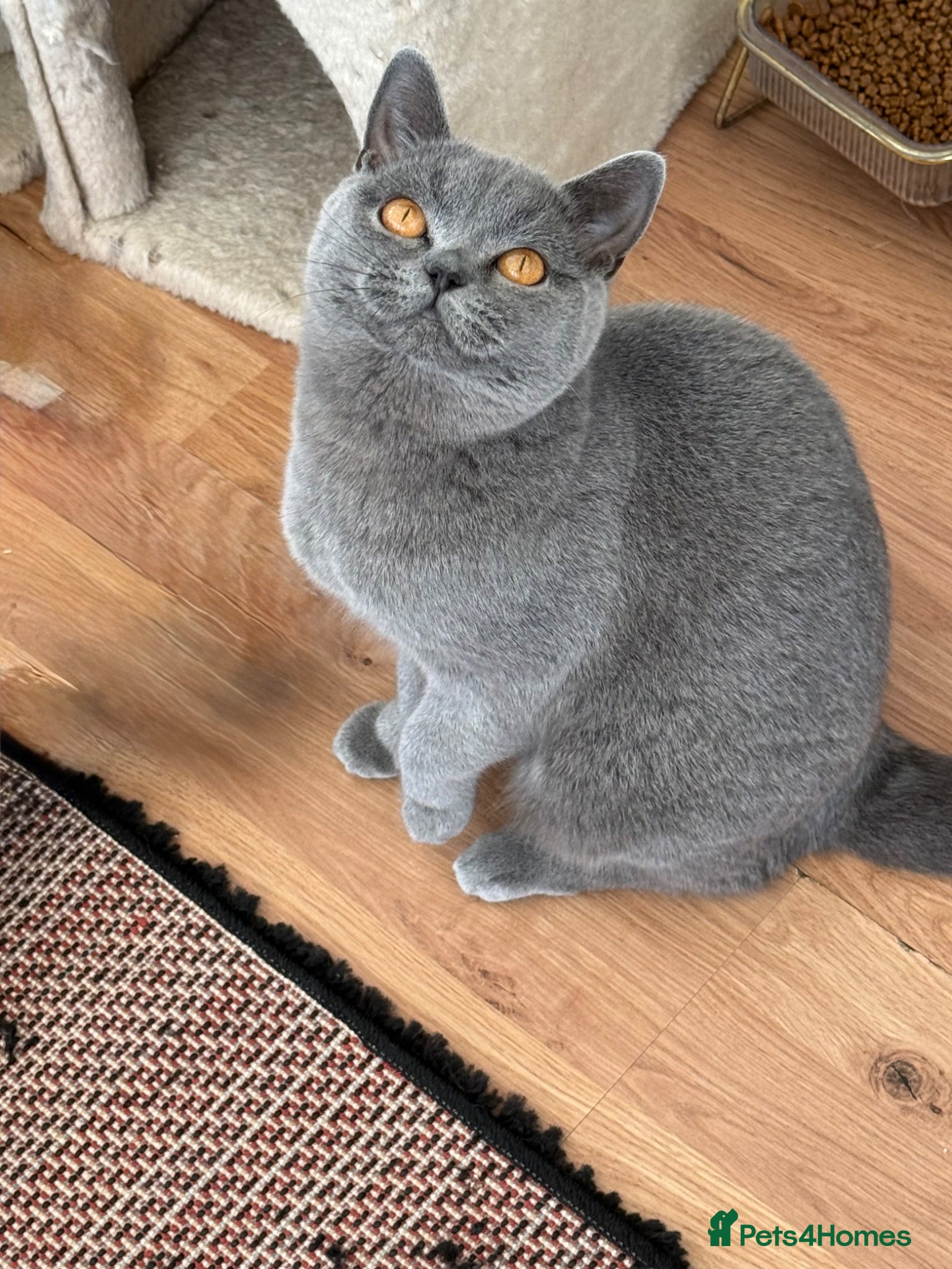 British Shorthair cats for sale: Pedigree British Shorthair Kittens ready to go! - Advert 5