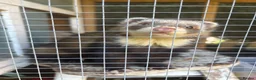 Ferret rodents for sale: Hob free to good home - Advert 3