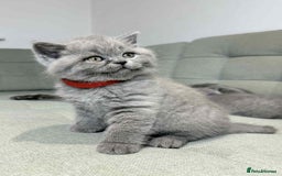 British Shorthair cats for sale: Chunky British Shorthair Blue Kittens 🐱💙 - Image 37