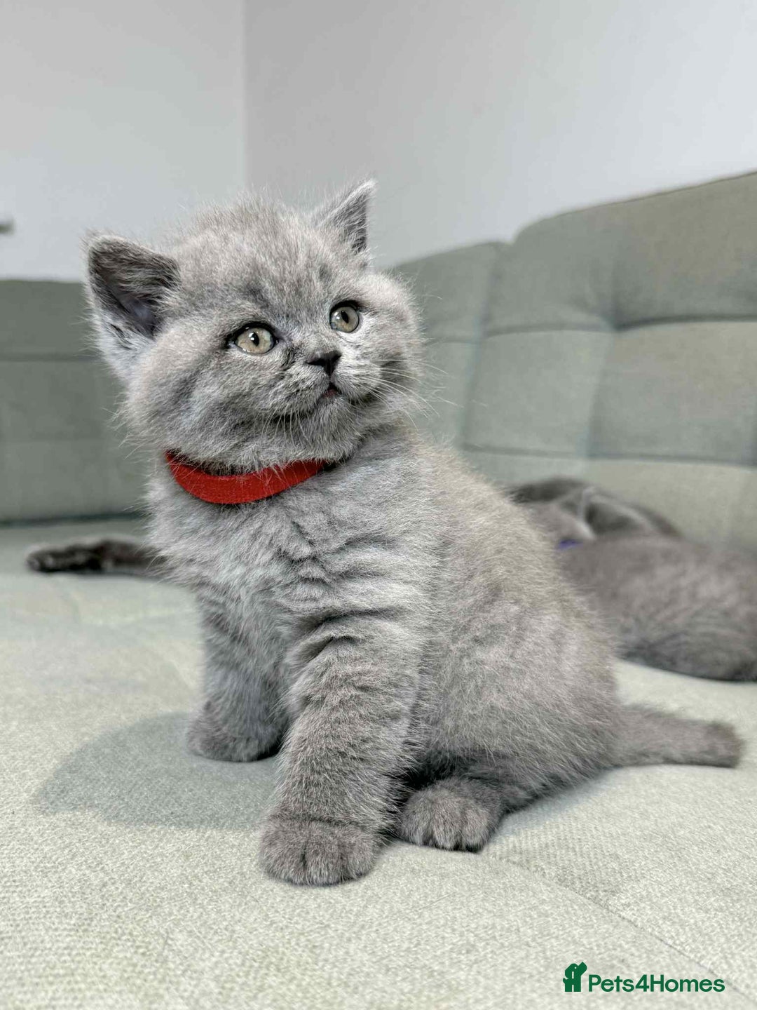 British Shorthair cats for sale: Chunky British Shorthair Blue Kittens 🐱💙 - Image 37