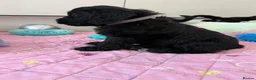 Miniature Schnauzer dogs for sale: Miniature Schnauzers X Pups **Ready Now** - Advert 9