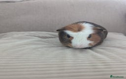 Guinea Pig rodents for sale: 2 Male Guinea Pigs - Image 6
