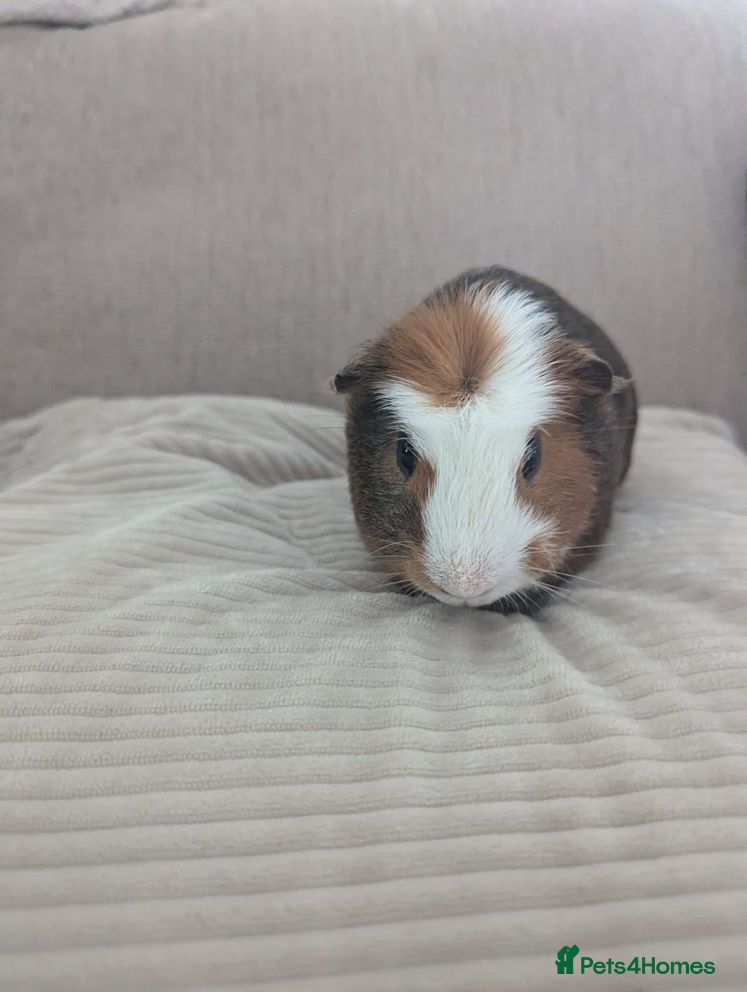 Guinea Pig rodents for sale: 2 Male Guinea Pigs - Image 6