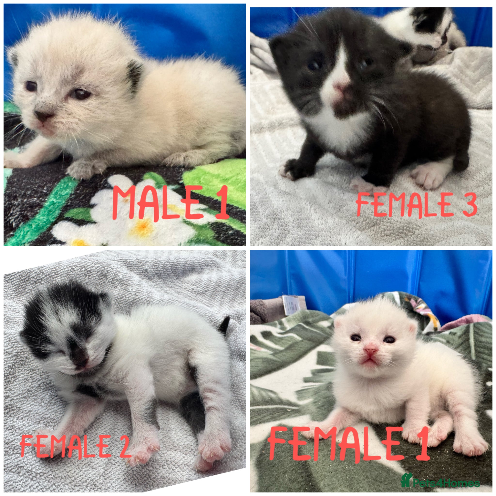 Siamese cats Siamese stunners  - Advert 1