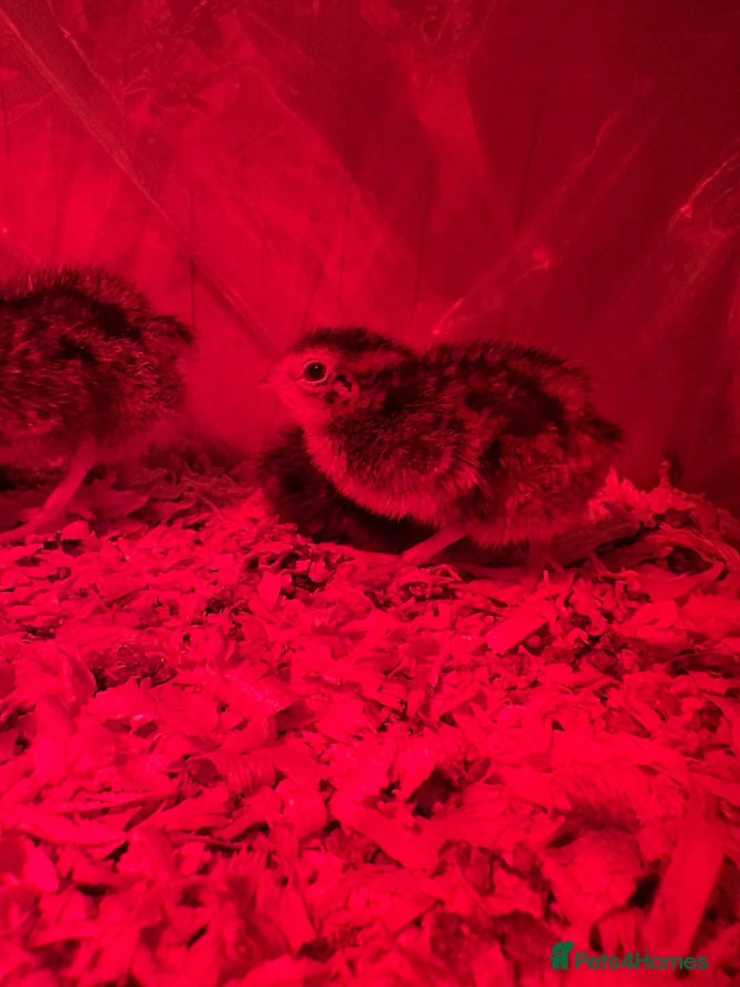 Quail poultry for sale: 3day old Coturnix quails - Advert 1
