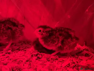 Quail poultry 3day old Coturnix quails - Advert 2