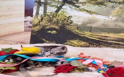 British Shorthair cats for sale: British Shorthair Tabby  - Image 19