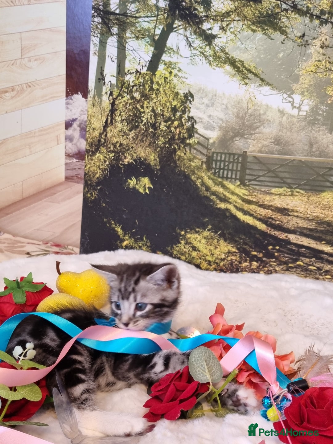 British Shorthair cats for sale: British Shorthair Tabby  - Image 19