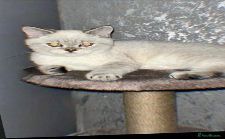 British Shorthair cats - Advert 1