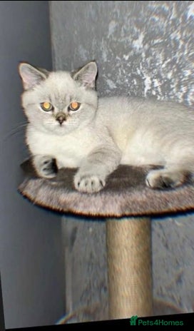 British Shorthair cats - Advert 2