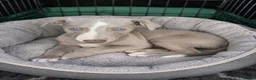 Whippet dogs for sale: READY TO GO - Healthy, well-bred, KC Whippet pups - Advert 22