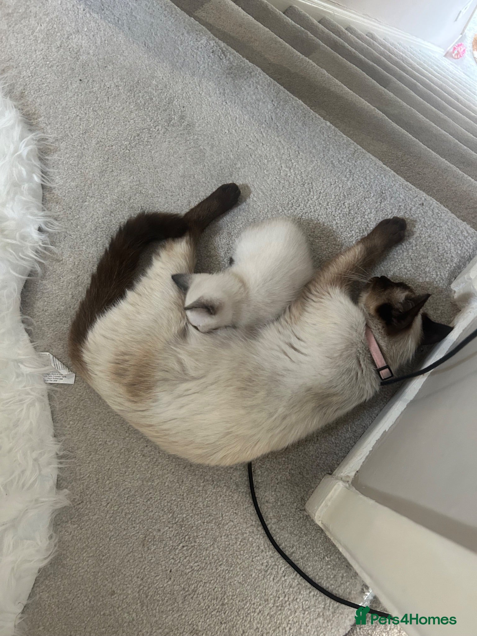 Siamese cats Siamese  - Advert 3
