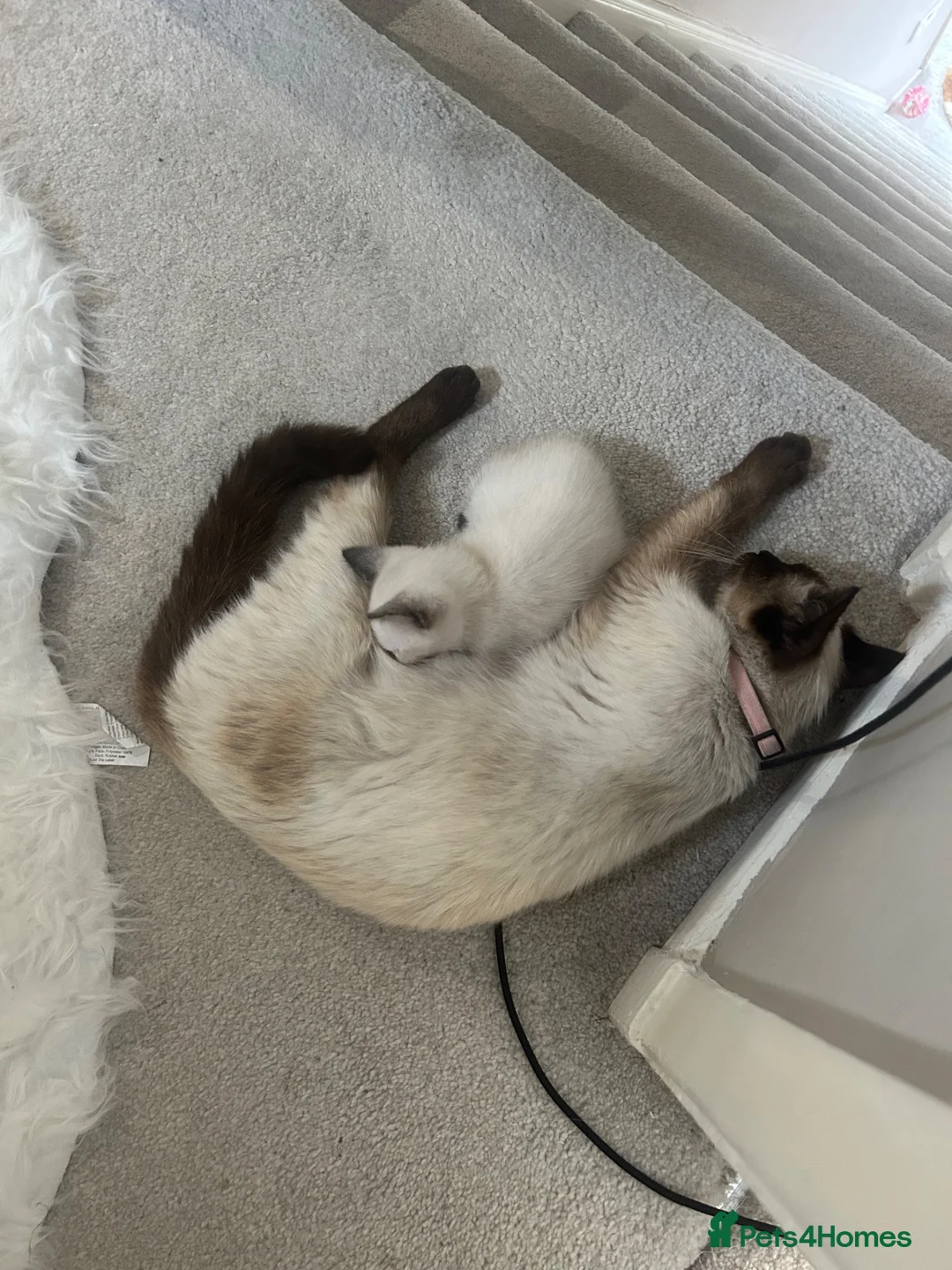 Siamese cats for sale: Siamese  - Advert 1