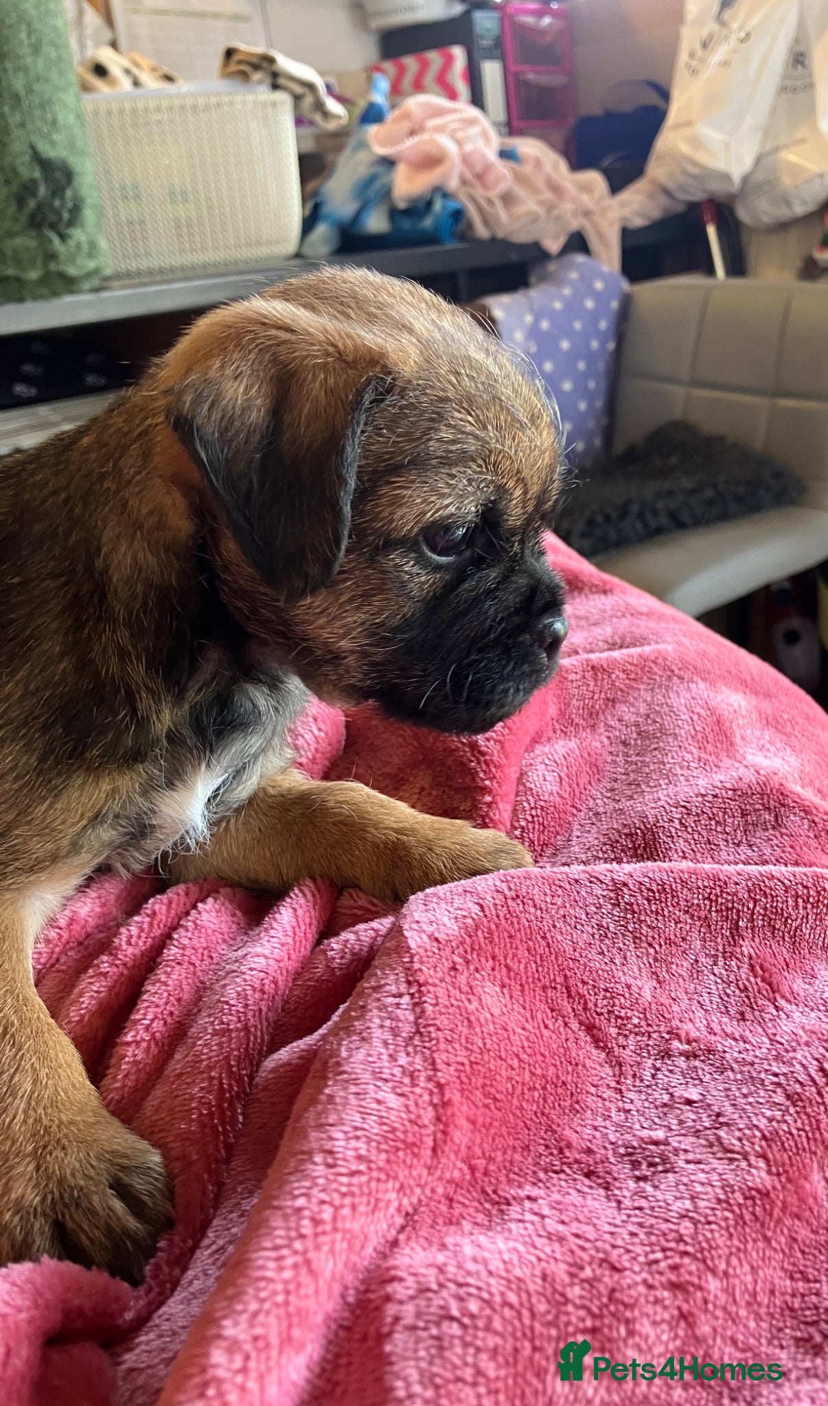 Border Terrier dogs K.C Registered border terrier - Advert 6