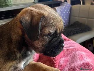 Border Terrier dogs K.C Registered border terrier - Advert 6