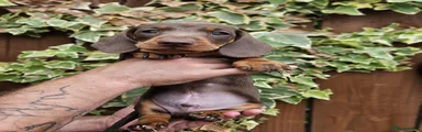 Miniature Dachshund Puppy 4