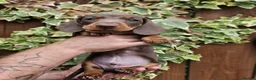 Miniature Dachshund dogs for sale: READY NOW KC reg miniature dachshund  - Advert 2