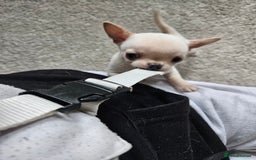 Chihuahua dogs for sale: Teeny Chihuahua Pup   - Image 10