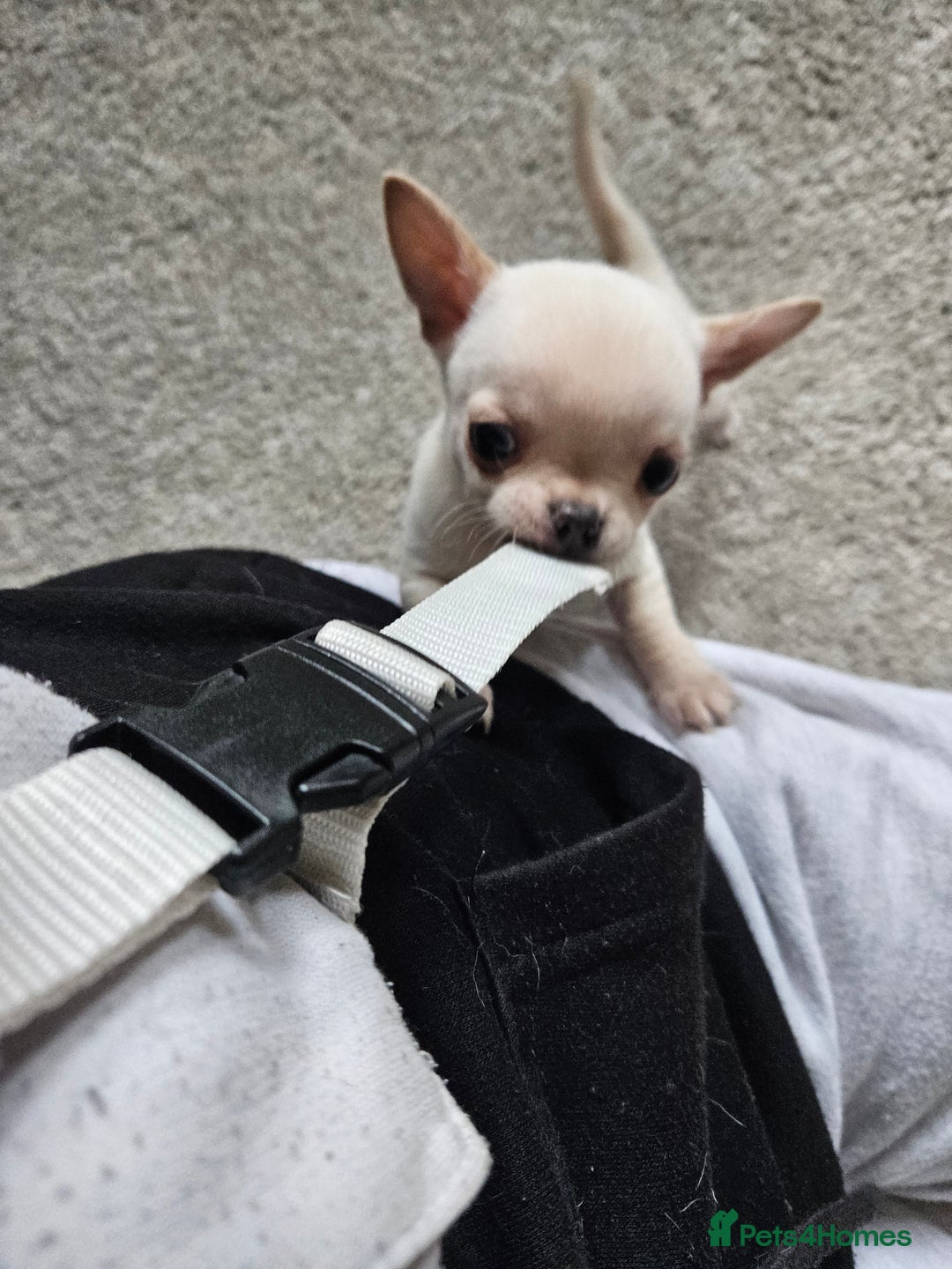 Chihuahua dogs for sale: Teeny Chihuahua Pup   - Image 10