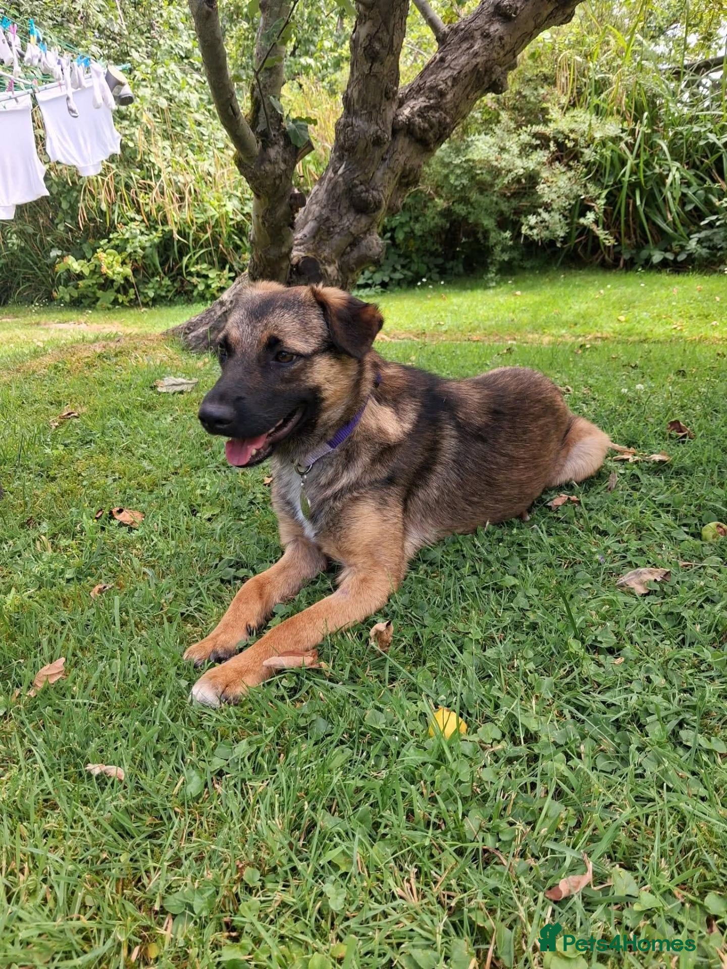 Mixed Breed dogs Meet Katja, currently residing in Hampshire  - Advert 1