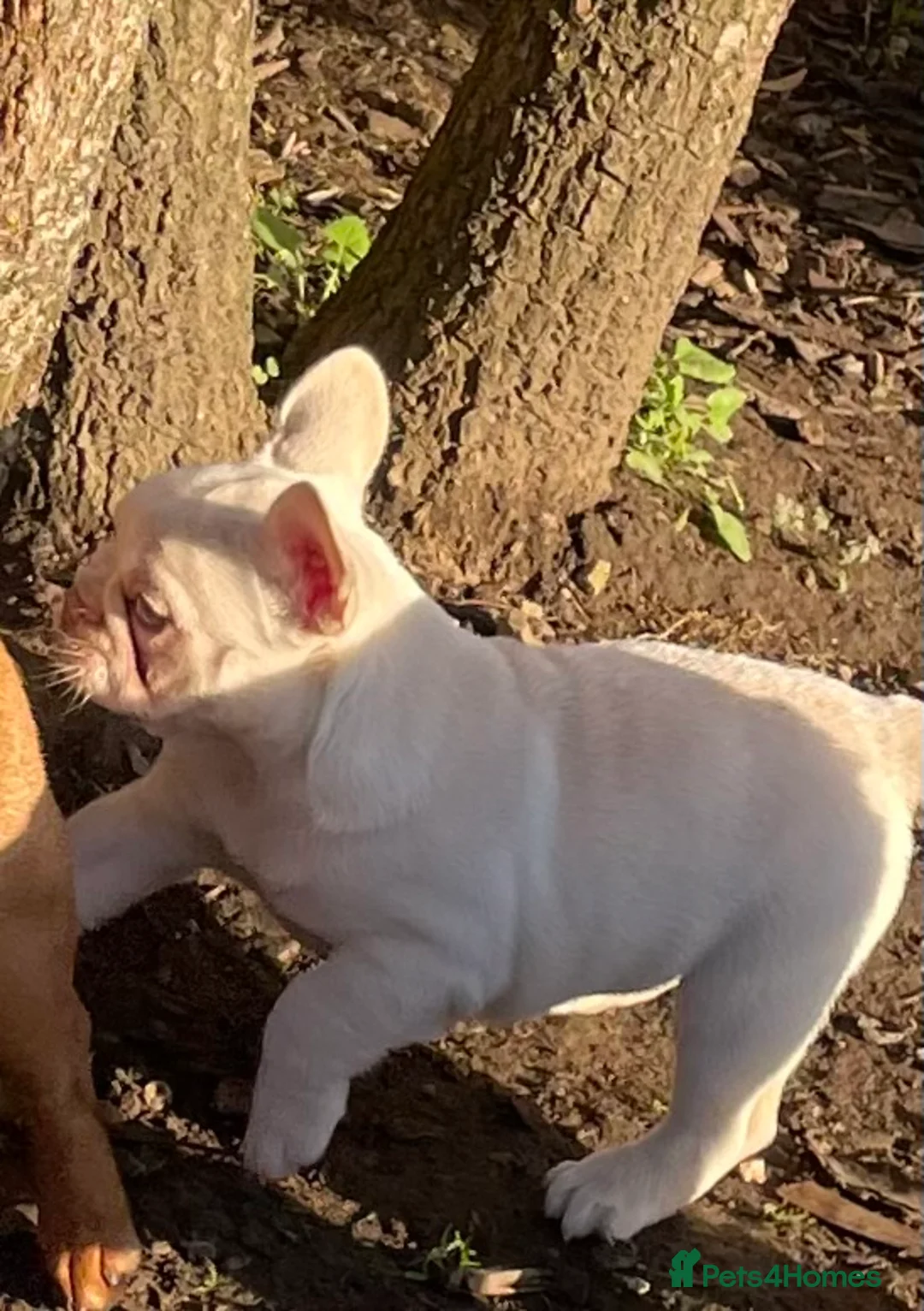 French Bulldog dogs for sale: KC REGISTERED QUALITY FRENCH BULLDOG PUPPIES  - Advert 26