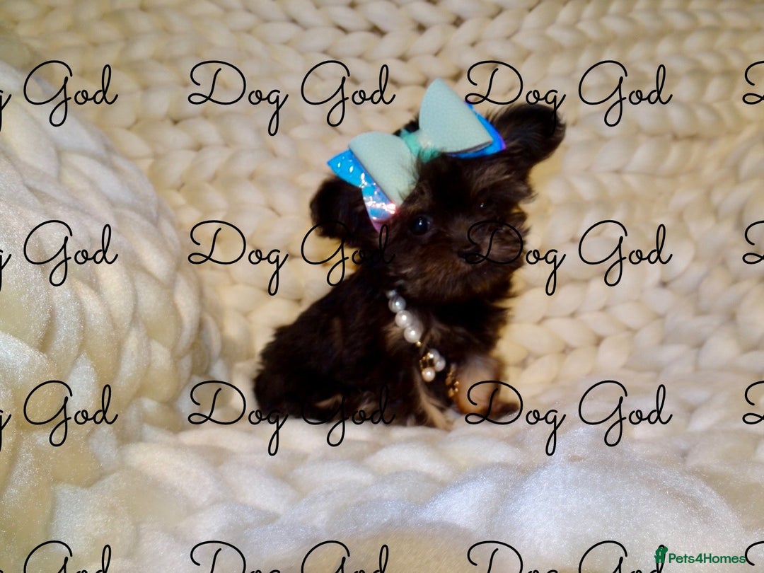 Mixed Breed dogs for sale: Exquisite Maltese X Chihuahua F1 Malchi Puppy - Image 3