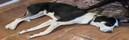 Mixed Breed dogs for adoption: Meet Calypso, currently residing in Harrow  in Harrow - Advert 4