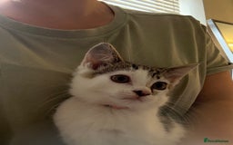 British Shorthair cats for sale: Brother and sister looking for a forever home - Image 1