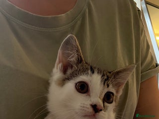 British Shorthair cats - Advert 13