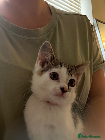 British Shorthair cats - Advert 15